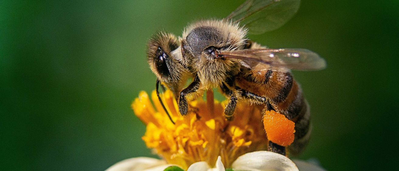 Bild enthält, Animal, Bee, Honey Bee, Insect, Invertebrate, Apidae, Bumblebee, Wasp, Plant, Pollen