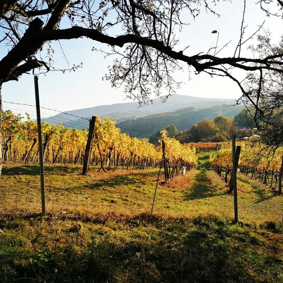 Bild enthält, Nature, Outdoors, Countryside, Rural, Farm, Plant, Tree, Tree Trunk, Vineyard