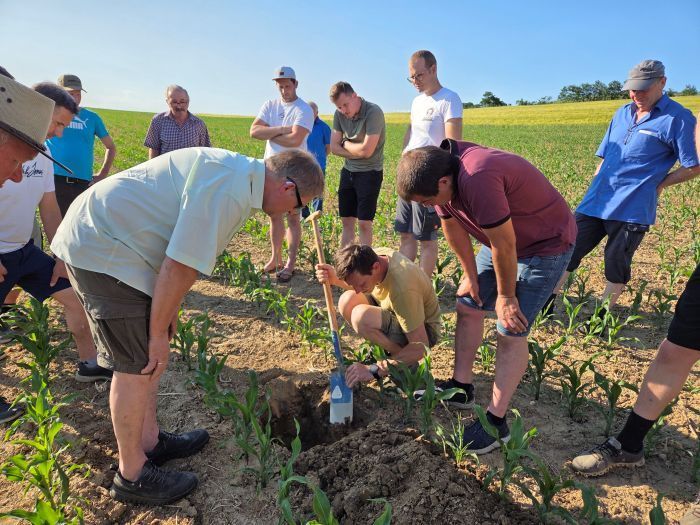 A group of people in a corn field, one person digging while others watch.
