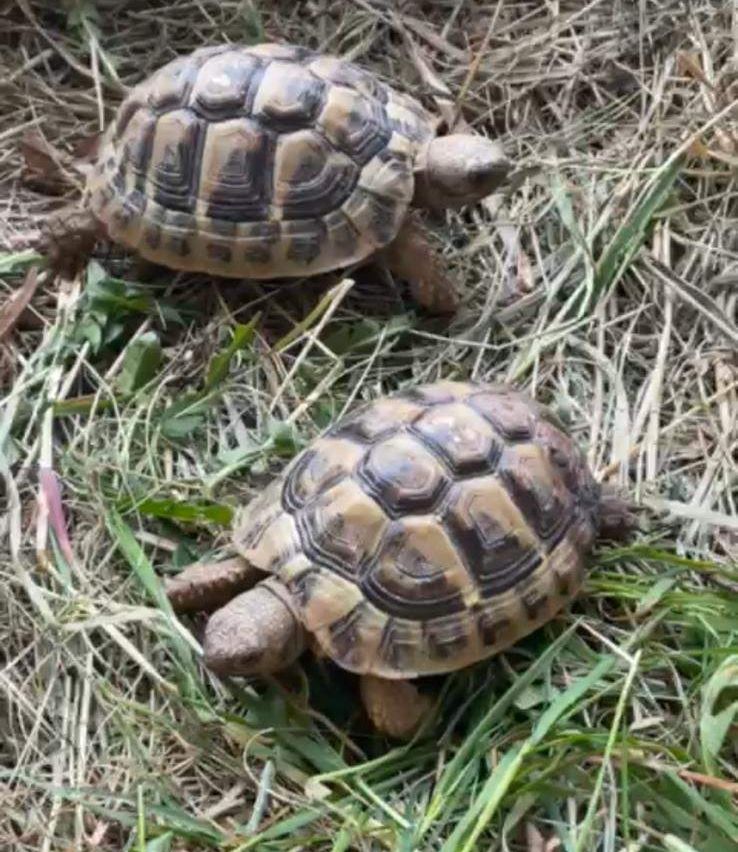 Zwei Schildkröten befinden sich auf Gras, eine schaut zur Kamera, die andere nach links. Die vordere Schildkröte hat ein detaillierteres Panzermuster.