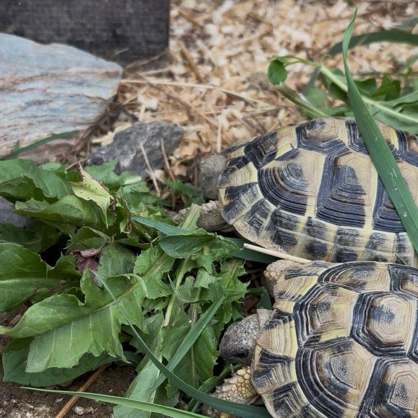 Zwei Schildkröten fressen Blätter auf dem Boden. Eine schaut zur Kamera und die andere frisst.