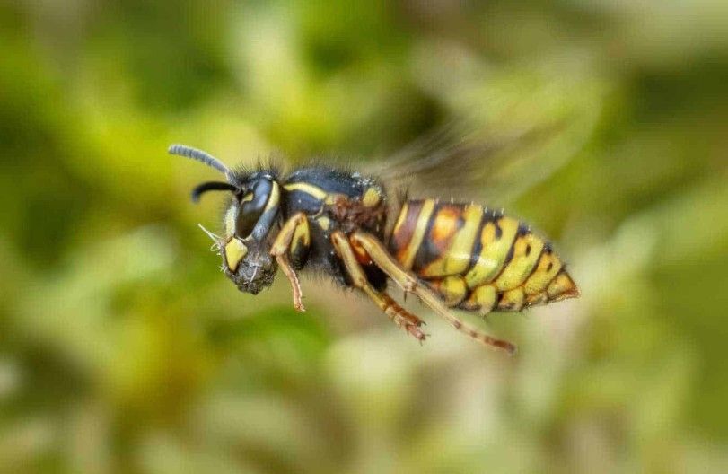 Eine Wespe im Flug, die einen Raupen in ihren Kiefern hält, vor einem unscharfen grünen Hintergrund.