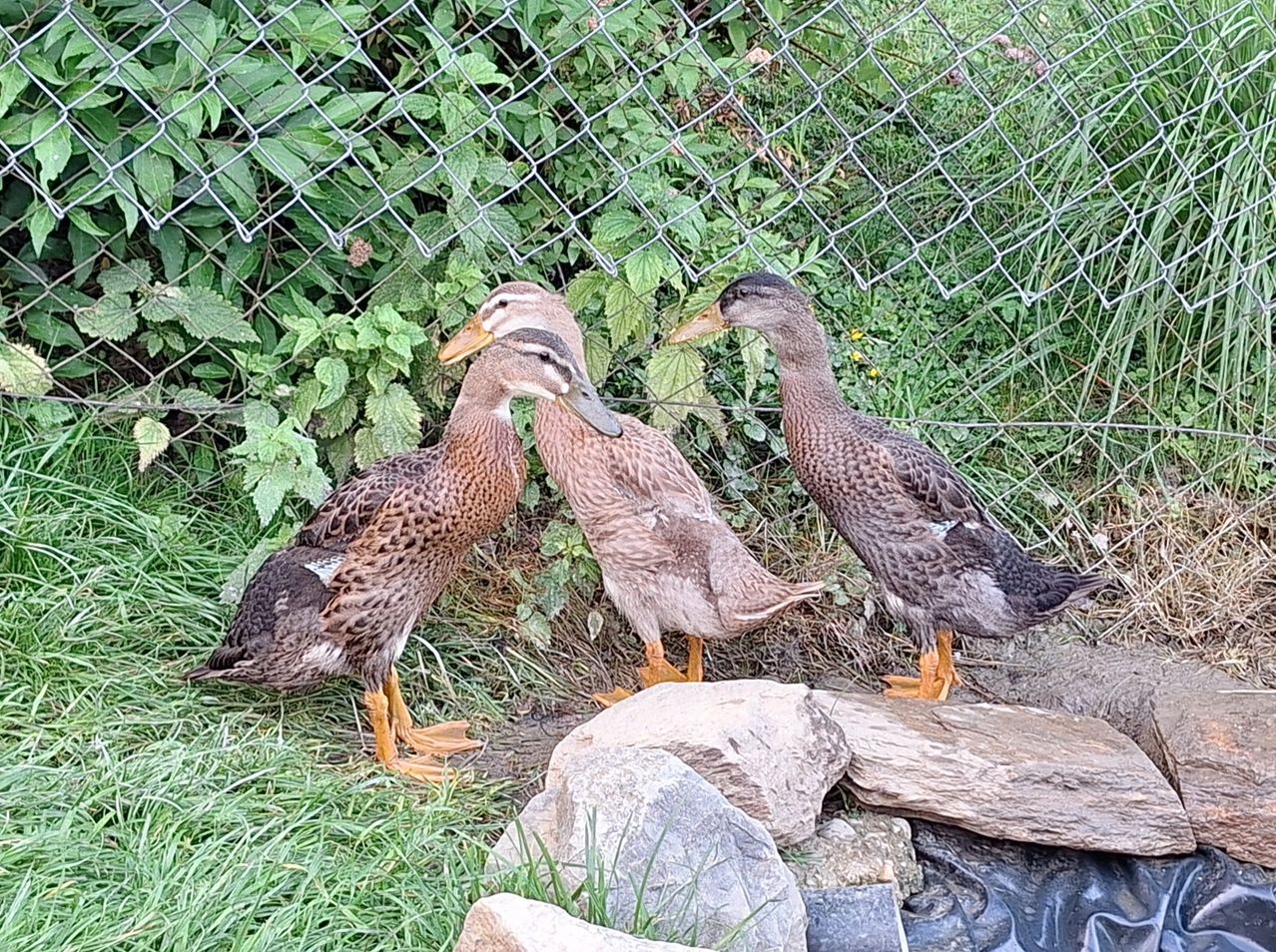 Drei Enten stehen in der Nähe eines Zauns mit grünen Pflanzen, auf Felsen und Gras, mit einem kleinen Teich im Hintergrund.