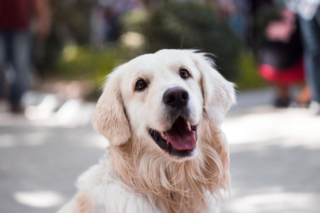 Ein Nahaufnahme eines goldenen Retrievers mit nassen Fell, lächelt mit offenem Mund und Blick auf die Kamera gerichtet.