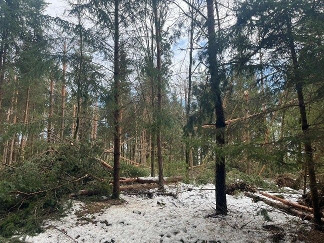 Ein Wald mit hohen Bäumen und schneebedecktem Boden. Einige Bäume sind umgestürzt, und Äste liegen verstreut auf dem Boden.