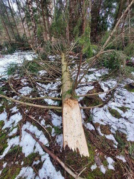 Ein gefällter Baumstamm liegt in einem verschneiten Wald. Der Baum hat abgebrochene Äste und grünen Moos auf der Rinde. Schnee bedeckt den Boden.