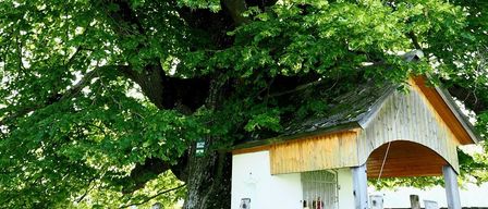 Ein kleines Holzhaus mit einem Metalltor steht unter einem großen, laubreichen Baum. Das Haus hat ein rustikales Design und ist von einem Holzzaun umgeben. Die Äste des Baumes erstrecken sich über dem Haus und werfen einen Schatten.