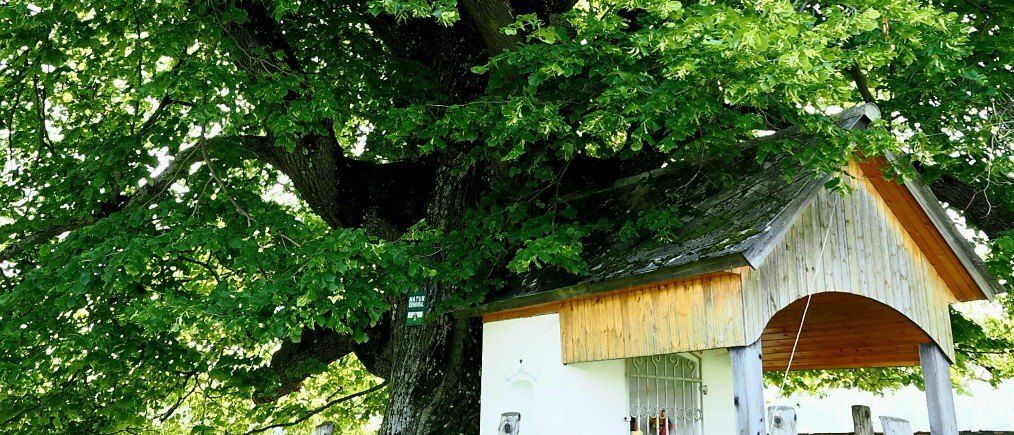 Ein kleines Holzhaus mit einem Metalltor steht unter einem großen, laubreichen Baum. Das Haus hat ein rustikales Design und ist von einem Holzzaun umgeben. Die Äste des Baumes erstrecken sich über dem Haus und werfen einen Schatten.