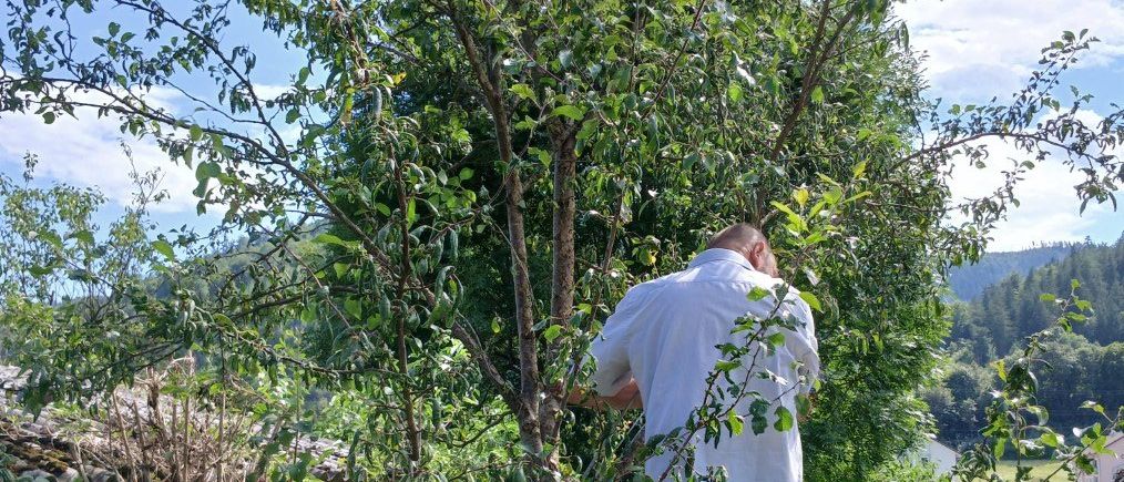 A man climbs a tree in a garden, surrounded by people, one of whom points towards the tree.
