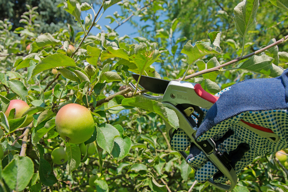 Bild enthält, Apple, Food, Fruit, Plant, Produce, Pear, Nature, Outdoors, Baby, Person