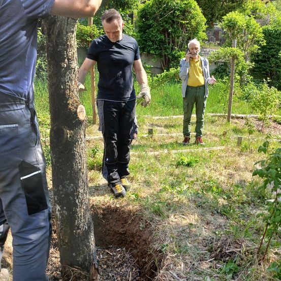 Drei Männer arbeiten in einem Garten. Ein Mann gräbt ein Loch neben einem Baum, während ein anderer am Telefon spricht. Der dritte Mann steht in der Nähe.