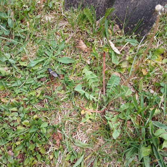 Eine Nahaufnahme eines Grasbereichs mit einigen Insekten und Blättern, die auf dem Boden verstreut sind.