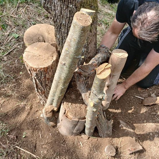 Ein Mann kniet auf dem Boden und untersucht Baumzweige und Baumstämme um einen Baumstamm herum. Er scheint das Gelände für eine Art Aktivität vorzubereiten.