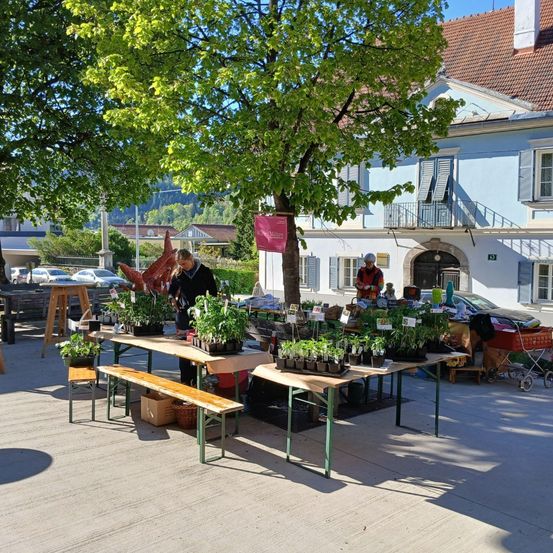 Ein Straßenmarkt ist unter einem großen Baum aufgebaut. Zwei Personen betreuen Topfpflanzen auf Tischen. Ein rosa Banner hängt vom Baum. Im Hintergrund steht ein Gebäude mit geparkten Autos.