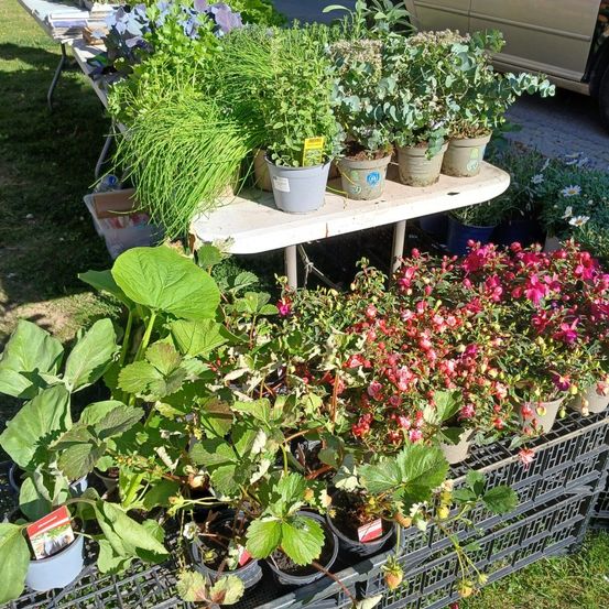 Ein Pflanzenverkauf im Freien mit verschiedenen Topfpflanzen, einschließlich Blumen und Kräuter, auf einem Tisch und Lagerkisten. Einige Pflanzen haben Etiketten.