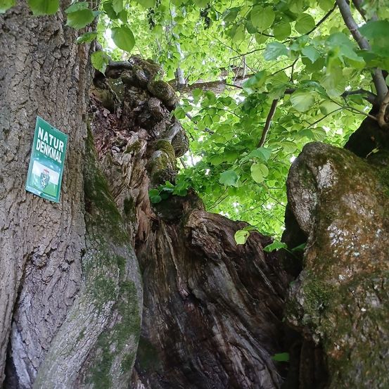 Ein großer, moosbedeckter Baumstamm mit einem grünen Schild, auf dem 'NATUR DENKMAL' steht. Der Baum scheint alt zu sein, mit einer knorrigen Struktur und freiliegenden Wurzeln am Fuß.