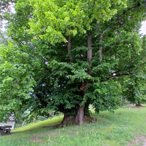 Ein großer Baum mit üppigen grünen Blättern steht in einem Grasfeld. Ein hölzerner Picknicktisch und eine Bank sind in der Nähe.