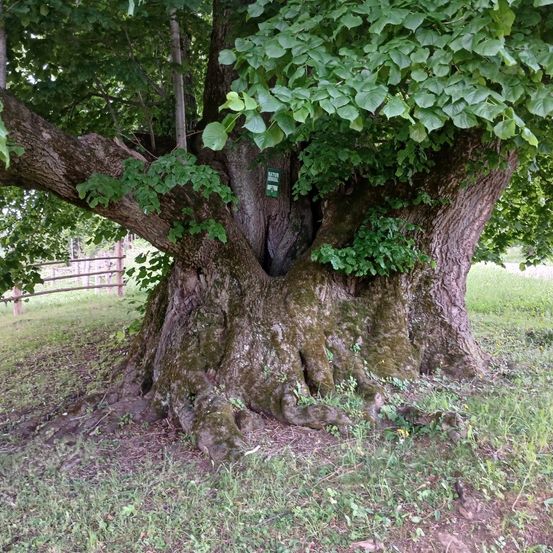 Ein großer, alter Baum mit einem Schild am Stamm, umgeben von üppigen grünen Blättern und Moos. Der Baum steht in einem Grasfeld mit einem Holzzaun im Hintergrund.