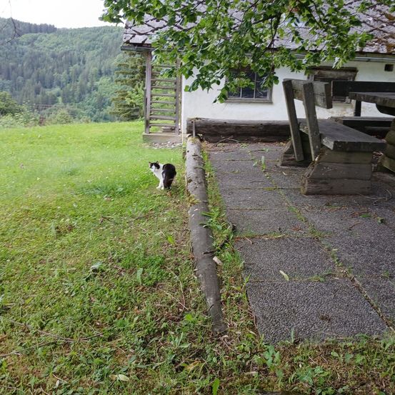 Eine schwarz-weiße Katze steht in einem Grasbereich vor einem Haus mit einer Holzbank und einem Tisch.