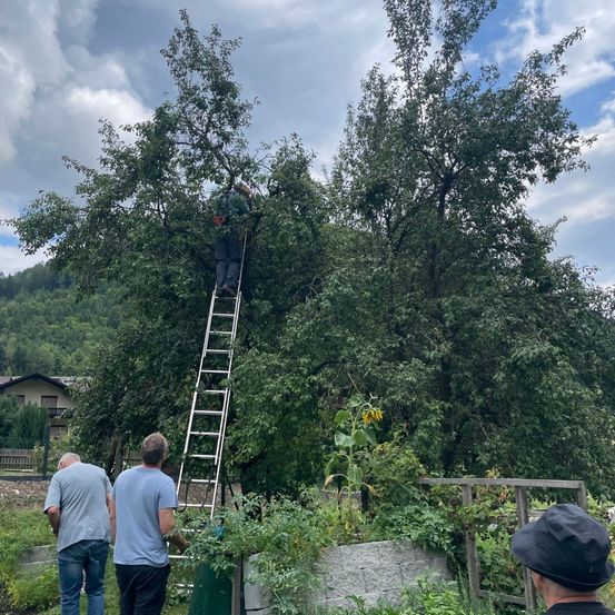 Ein Mann klettert auf eine Leiter, um Äpfel von einem Baum zu pflücken, während zwei andere zusehen. Die Szene spielt sich in einem Garten mit einem Haus und Bergen im Hintergrund ab.