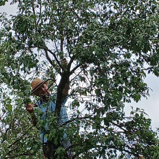 Ein Mann in einem Strohhut klettert auf einen Baum, möglicherweise um Früchte zu pflücken, mit einem blauen Himmel im Hintergrund.
