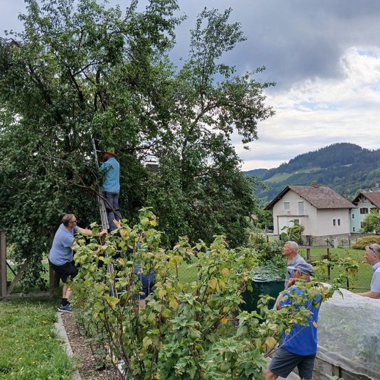 Eine Gruppe von Menschen arbeitet in einem Garten, wobei eine Person eine Leiter erklimmt, um die Spitze eines großen Baumes zu erreichen.