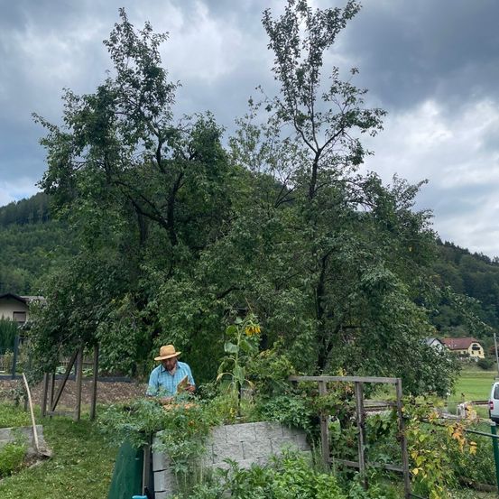 Ein Mann in einem Hut pflegt einen Garten mit einem großen Baum im Hintergrund. Der Garten ist mit verschiedenen Pflanzen gefüllt, und eine Schaufel lehnt an einem Zaun.