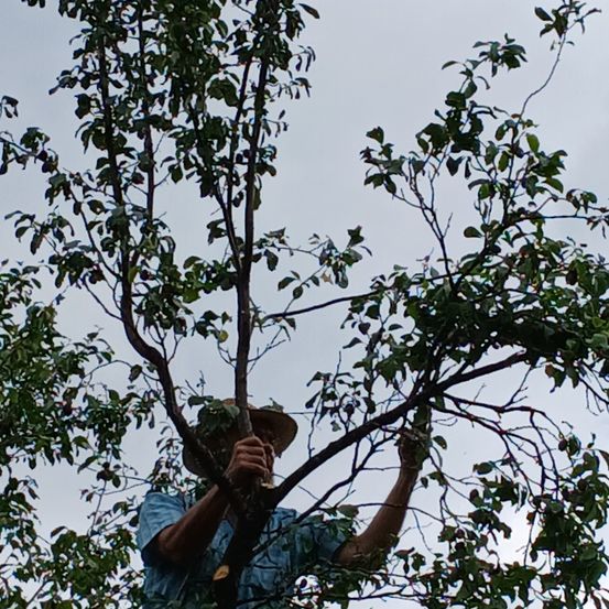 Ein Mann in einem Hut klettert auf einen Baum und hält sich mit beiden Händen an einem Ast fest.