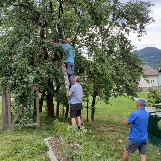 Drei Männer sind in einem Garten, einer klettert auf eine Leiter, um Früchte von einem Baum zu pflücken, ein anderer beobachtet und der dritte steht in der Nähe.
