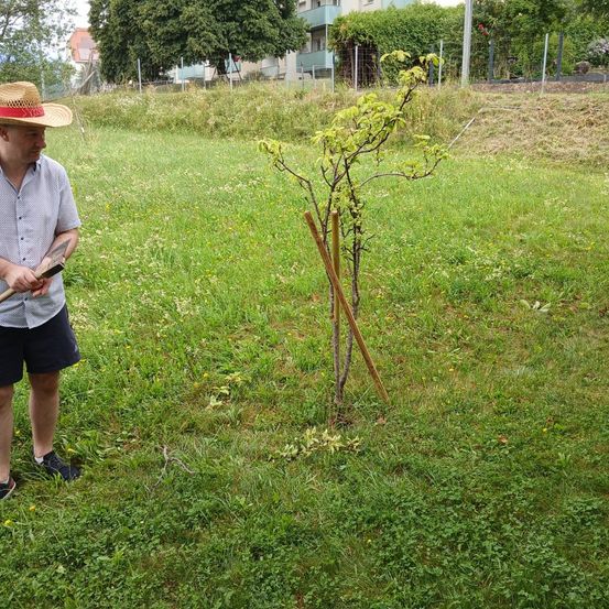 Ein Mann in einem Strohhut und Shorts hält eine Harke in einem Grasfeld mit einem kleinen Baum in der Nähe.