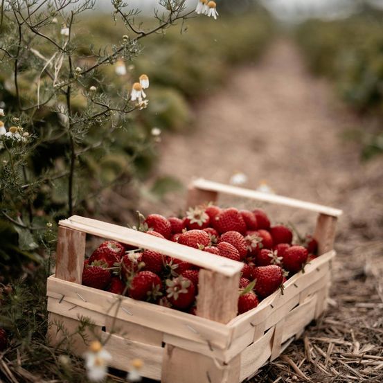 Bild enthält, Fun, Leisure Activities, Picnic, Picnic Basket, Box