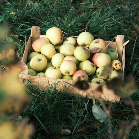 Bild enthält, Apple, Food, Fruit, Plant, Produce, Pear