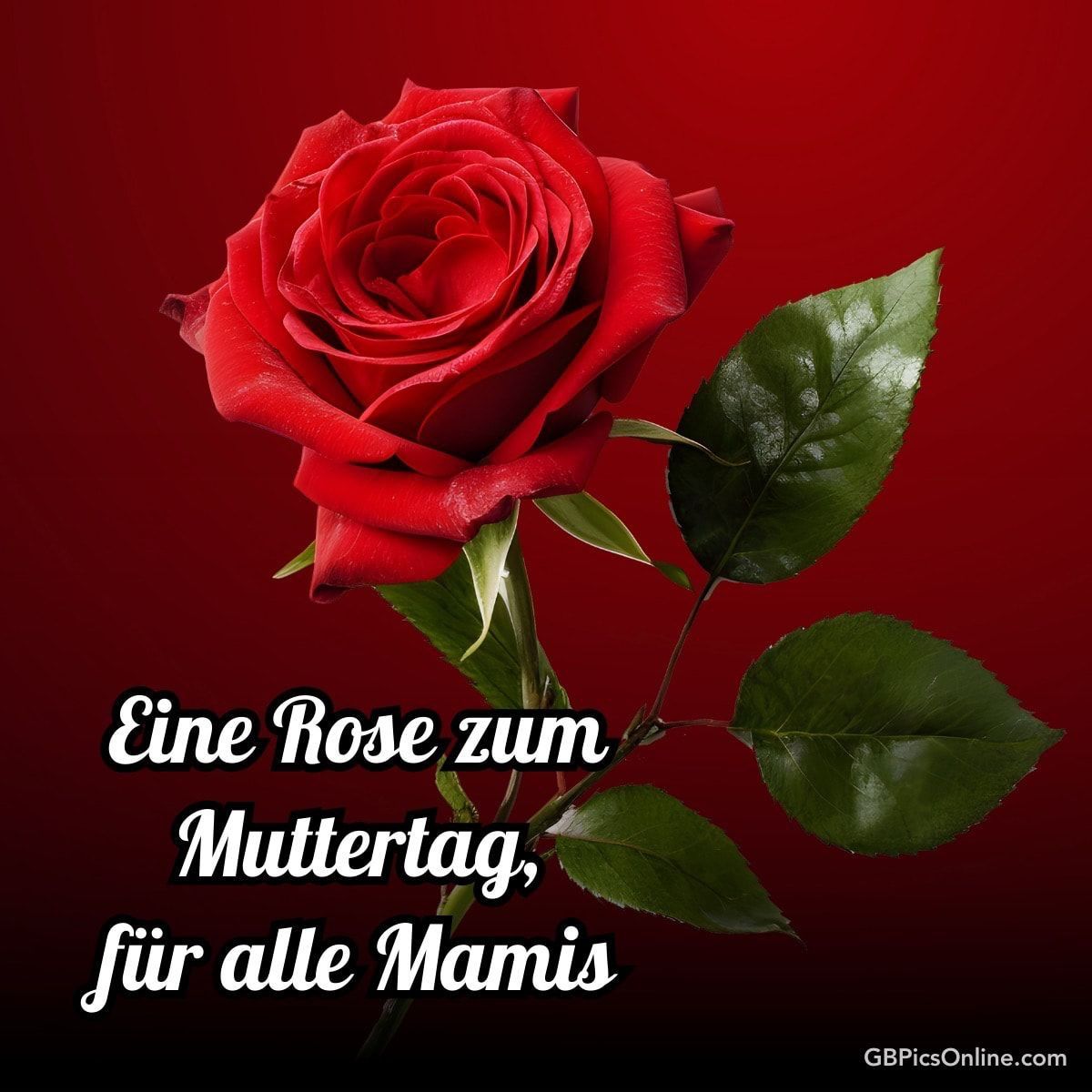 A red rose with green leaves on a red background with text that reads 'A rose for Mother's Day, for all moms.'