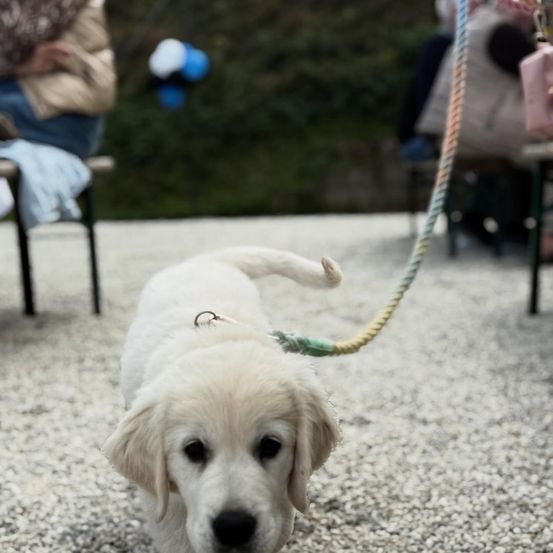 Ein weißer Welpe an der Leine läuft auf einem Schotterboden, mit Menschen und Stühlen im Hintergrund.