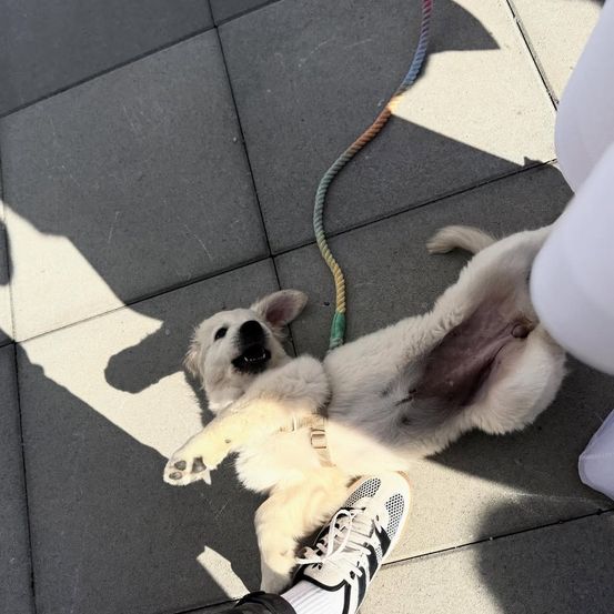 Ein goldener Retriever Welpe liegt mit einer bunten Leine auf einem gefliesten Boden neben dem Bein einer Person.