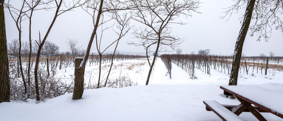 Eine verschneite Landschaft mit einem Weinberg, einem Baumstamm und einer Holzbank. Die Bäume sind kahl, und der Boden ist mit Schnee bedeckt.