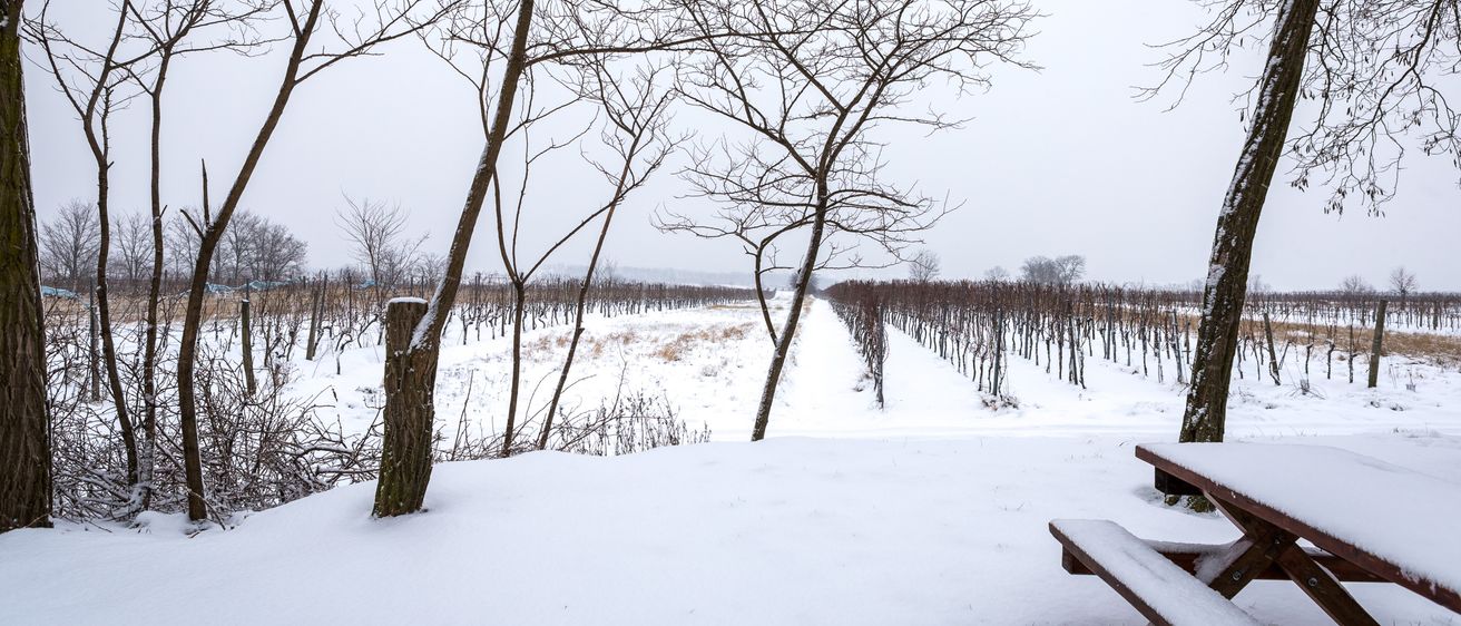 Eine verschneite Landschaft mit einem Weinberg, einem Baumstamm und einer Holzbank. Die Bäume sind kahl, und der Boden ist mit Schnee bedeckt.