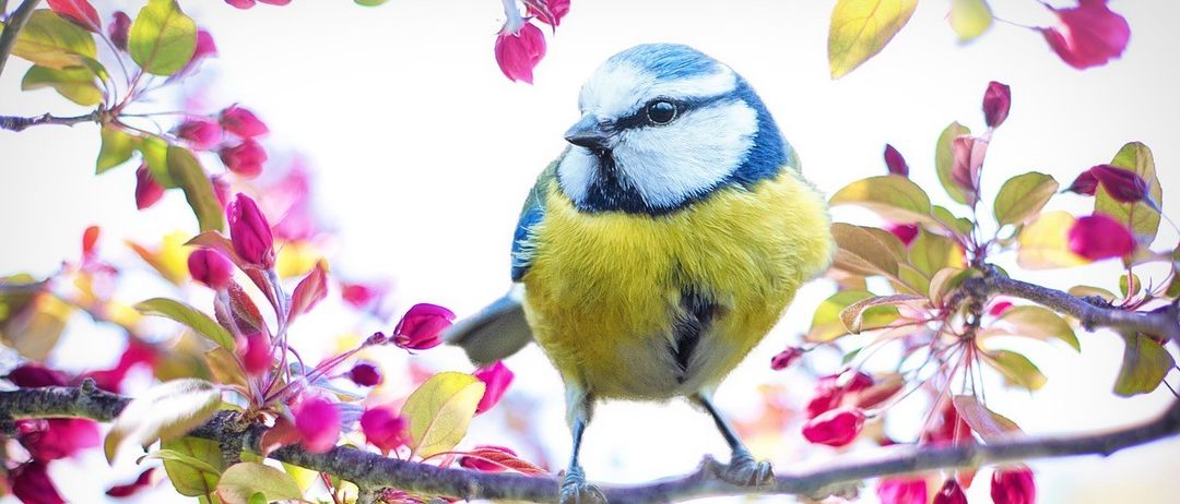 Ein blauer und gelber Vogel auf einem Ast mit rosa Blüten und grünen Blättern. Der Vogel schaut nach links.