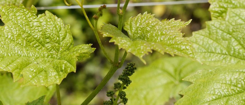 Bild enthält, Plant, Leaf, Vine, Nature, Outdoors, Fruit, Countryside, Grapes, Rural, Farm