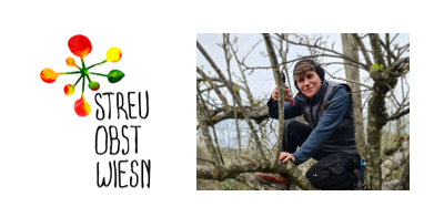 Ein Mann klettert auf einen Baum mit Ästen und Blättern. Links befindet sich ein Logo mit dem Text Streu Obst Wien.
