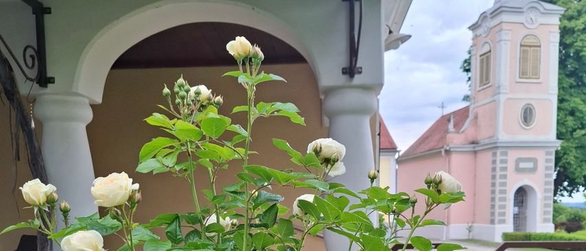 Ein Rosenbusch mit weißen Blüten wächst in der Nähe eines Gebäudes mit einem Bogen und einem kleinen Zaun. Eine Kirche mit Turm und rotem Dach ist im Hintergrund sichtbar.