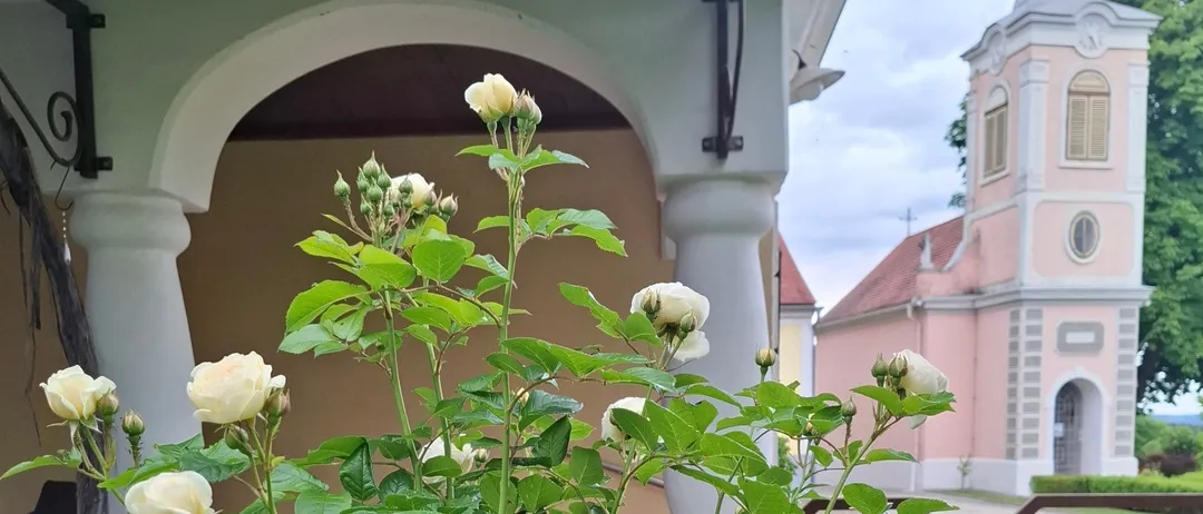 Ein Rosenbusch mit weißen Blüten wächst in der Nähe eines Gebäudes mit einem Bogen und einem kleinen Zaun. Eine Kirche mit Turm und rotem Dach ist im Hintergrund sichtbar.
