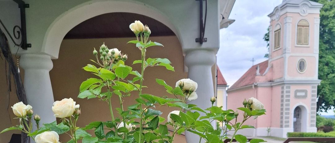 Ein Rosenbusch mit weißen Blüten wächst in der Nähe eines Gebäudes mit einem Bogen und einem kleinen Zaun. Eine Kirche mit Turm und rotem Dach ist im Hintergrund sichtbar.