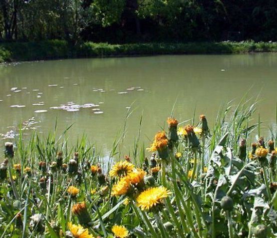 Ein Teich mit Seerosen und gelben Blumen, umgeben von hohem Gras und Bäumen.