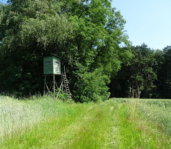 Eine grüne Jagdhütte steht in der Mitte eines grüngrasigen Feldes mit einer Leiter, die zu ihr hinaufführt. Die Hütte ist von üppigen grünen Bäumen umgeben.