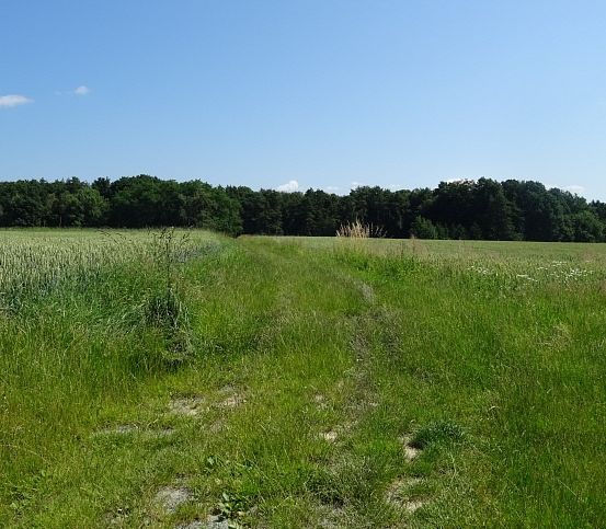 Ein weites Grasfeld mit einem Pfad, umgeben von Bäumen. Der Himmel ist blau mit ein paar Wolken.