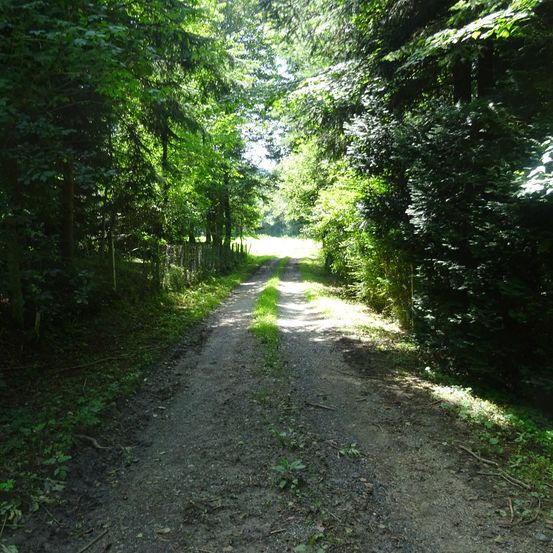 Ein schmutziger Weg schlängelt sich durch einen dichten Wald, wobei Sonnenlicht durch das Blätterdach über ihm filtert. Der Weg wird von Grün und Grasflecken gesäumt.