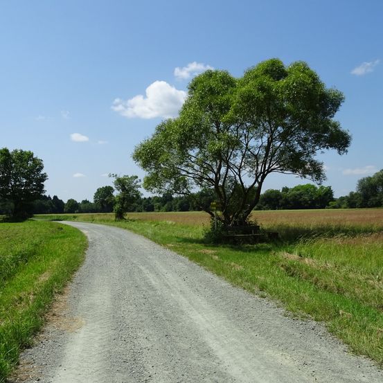 Ein Kiesweg erstreckt sich durch ein saftiges Feld mit Bäumen auf beiden Seiten, unter einem blauen Himmel mit einigen Wolken.