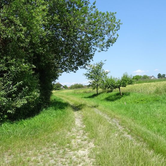 Ein Feldweg schlängelt sich durch eine grüne Wiese mit laubigen Bäumen auf beiden Seiten. Der Himmel ist klar und blau.