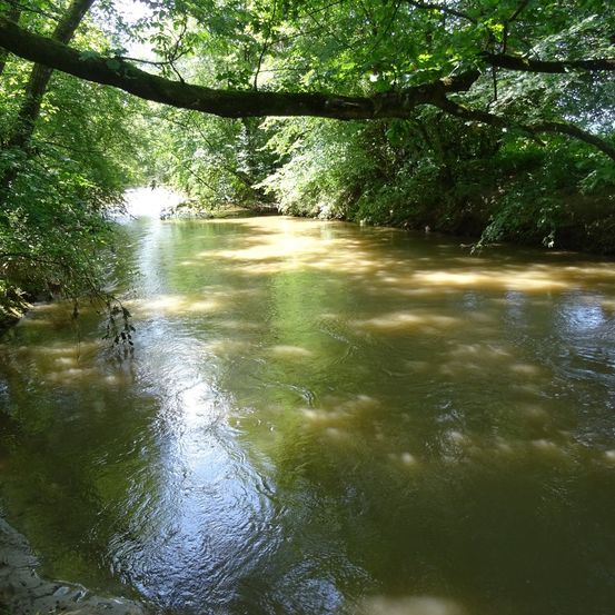 Ein Fluss mit grünlichem Wasser fließt ruhig durch einen dichten Wald, wobei das Sonnenlicht auf der Wasseroberfläche reflektiert.